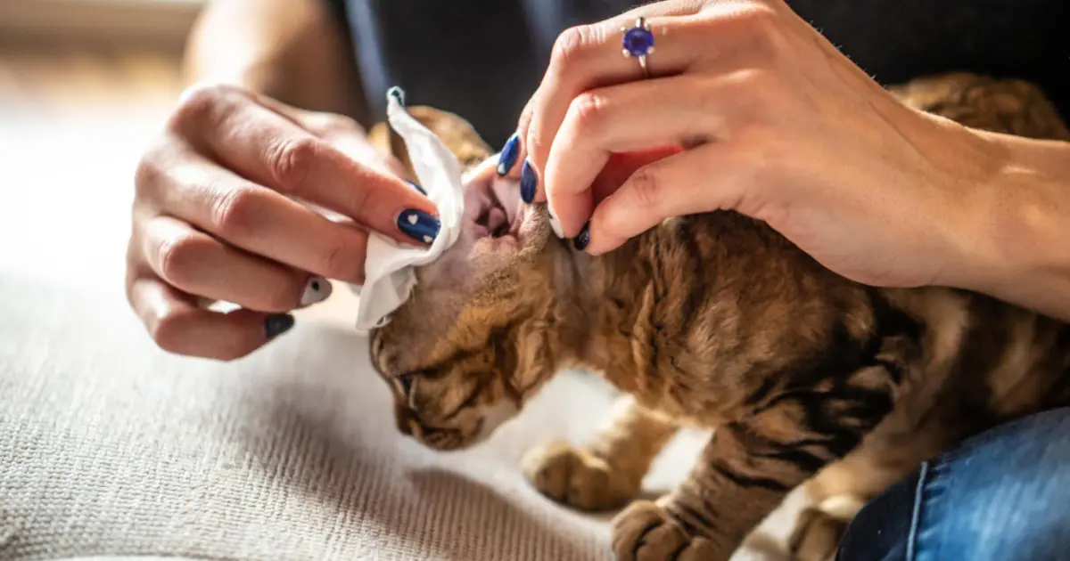 Infección por levaduras en gatos vs. ácaros del oído