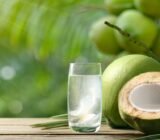 ¿Pueden los gatos beber agua de coco? Información  por veterinarios