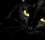 ¿Son reales los gatos demoníacos? Mitos e historia revelados