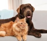 10 razas de gatos que se llevan bien con los perros (información revisada por veterinarios con fotos)