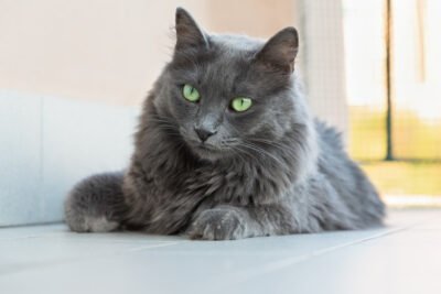 10 razas de gatos azules: Una visión general (con fotos)