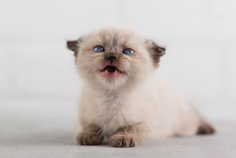 un gatito tirado en el suelo