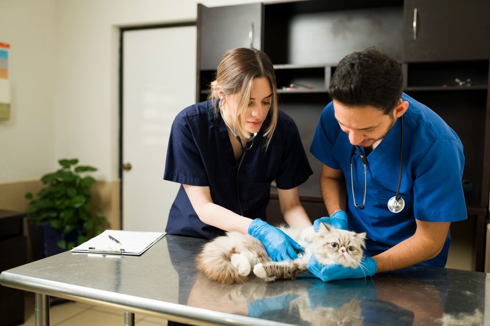 Dos veterinarios sujetan a un gato persa en la mesa de exploración