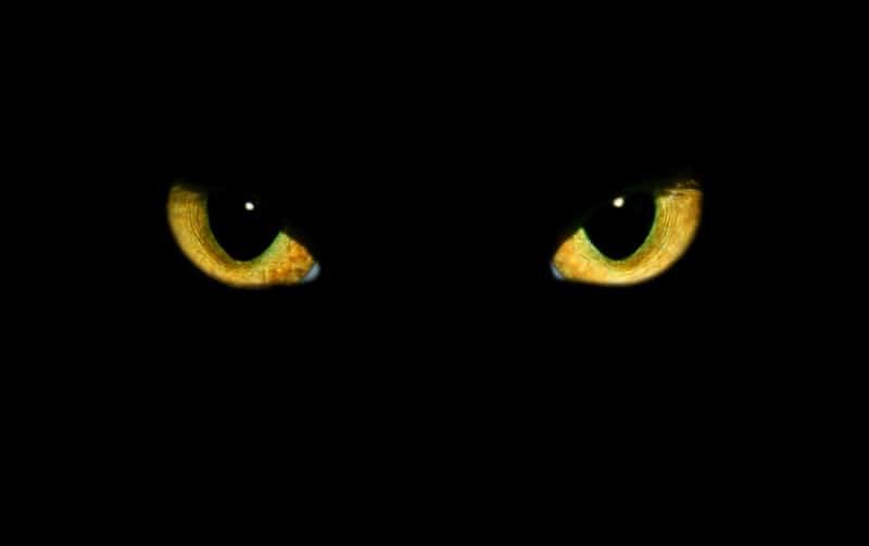 Gato negro con ojos amarillos sobre fondo negro