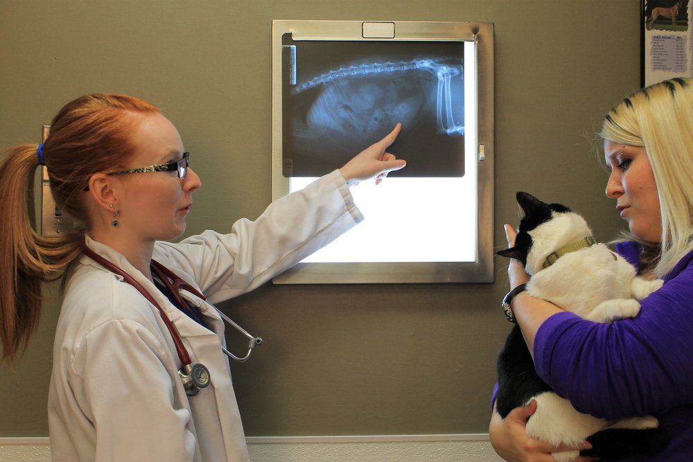 Veterinario revisando la radiografía de un gato