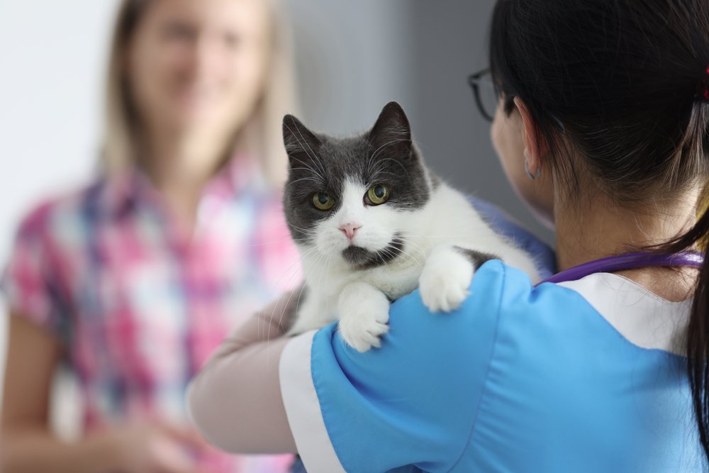 el dueño de un gato visita al veterinario con su mascota