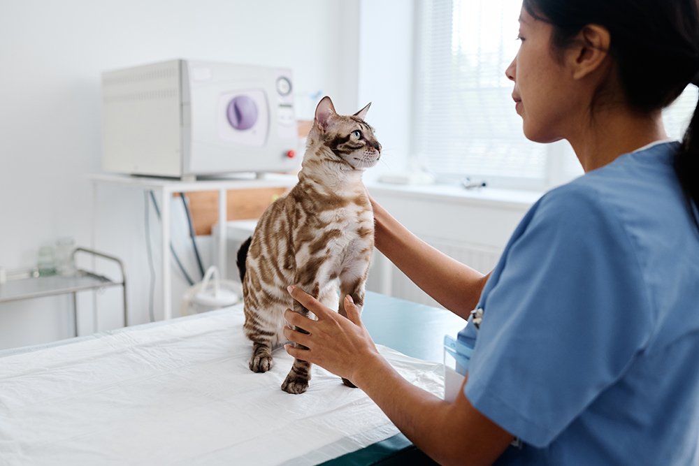 veterinario examinando a un gato de bengala en la clínica