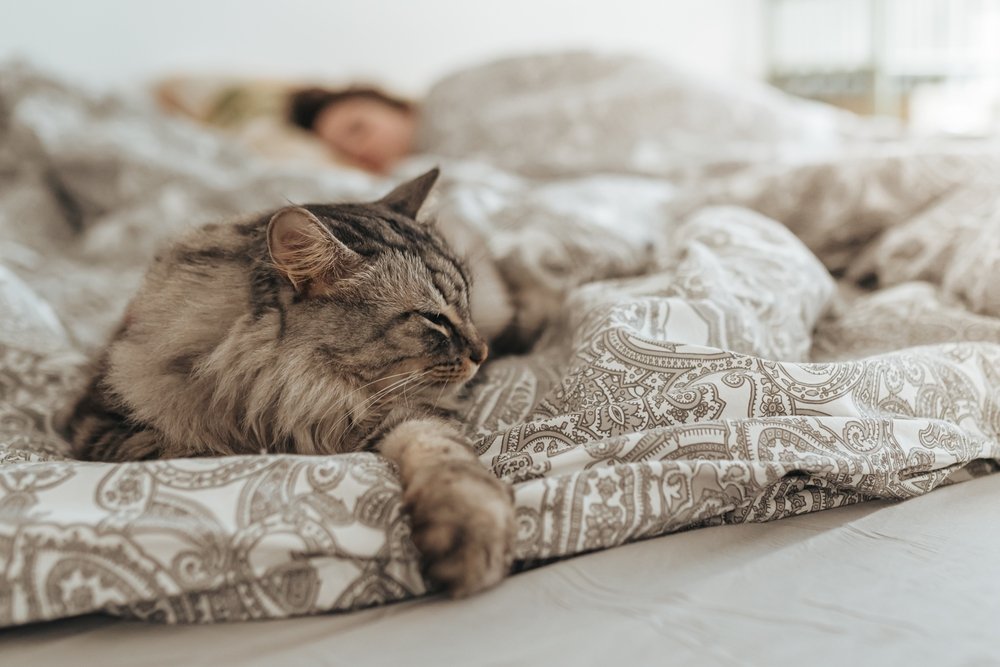 Durmiendo,Gato,Doméstico,Gris,Peludo,En,La,Cama,Contra,Fondo,Desenfocado