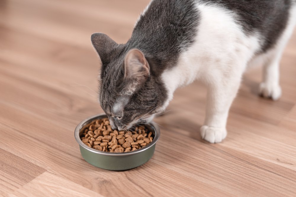 gato comiendo comida del cuenco