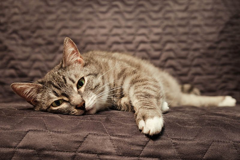 gato atigrado enfermo tumbado en la cama