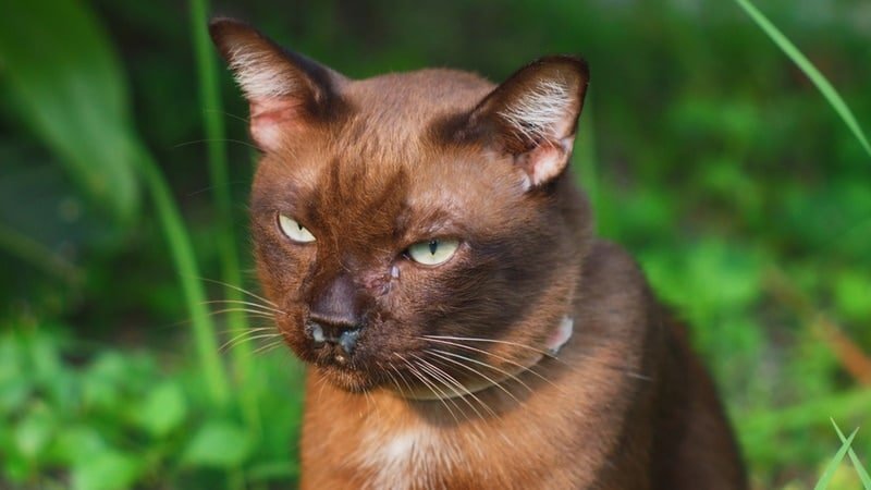 gato marrón con mocos