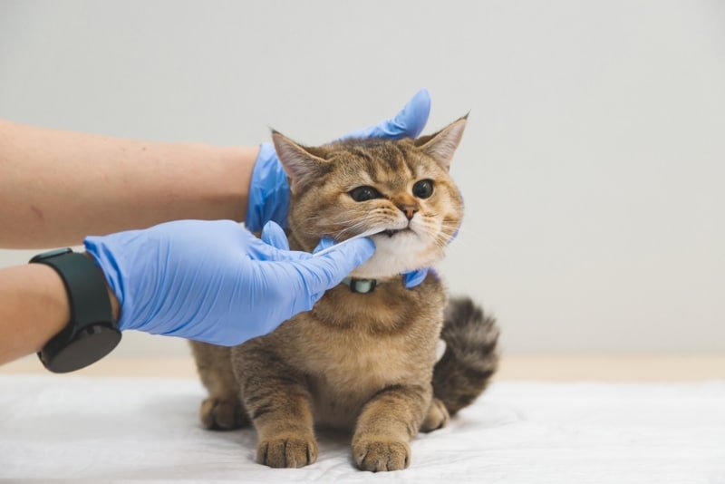 veterinario tomando una muestra de la boca del gato