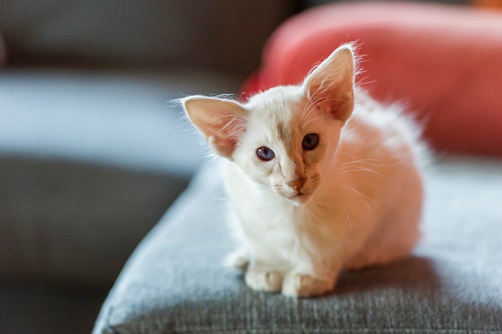 curioso gatito balinés sentado en el sofá