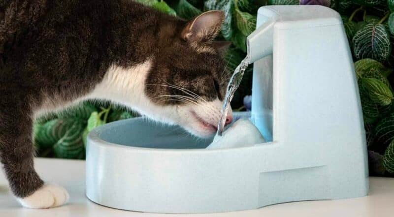 gato bebiendo agua de la fuente