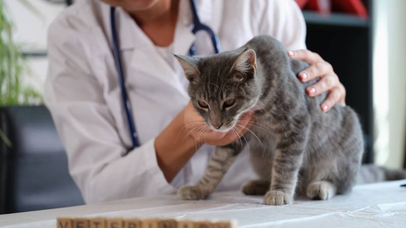 Una veterinaria sostiene a un gato enfermo en primer plano
