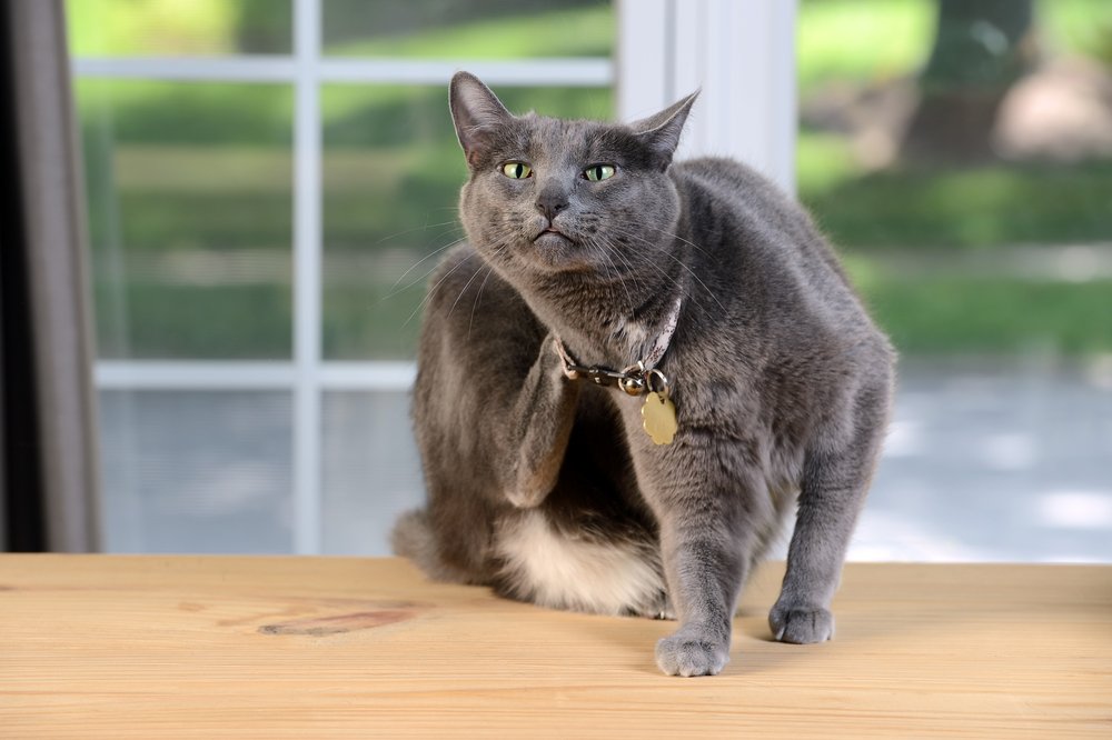 gato gris se rasca dentro de casa