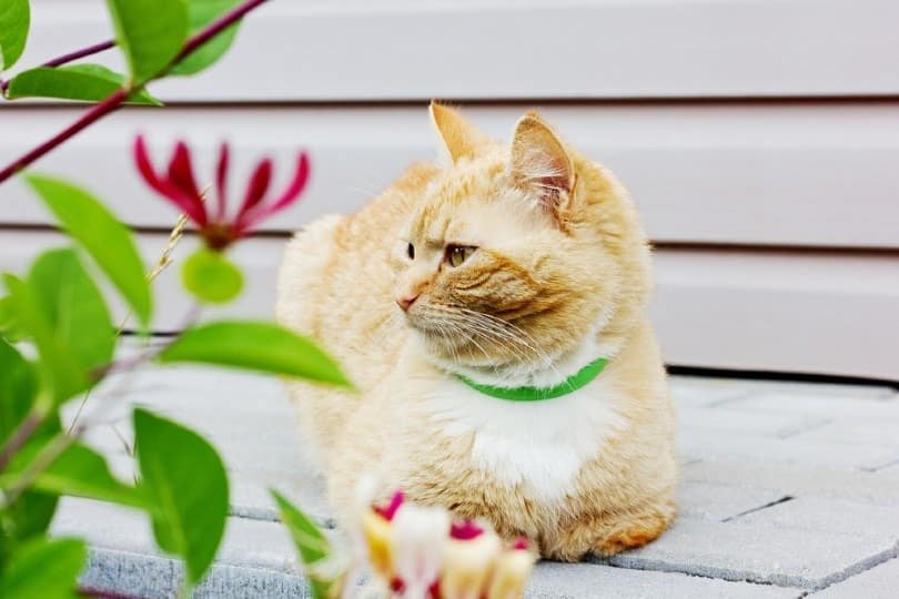 preciosa gata con collar tranquilizador verde