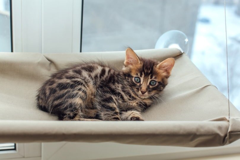 gatito de bengala al carbón tumbado
