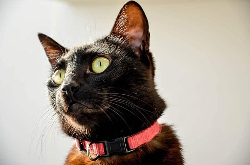 gato negro con collar desmontable