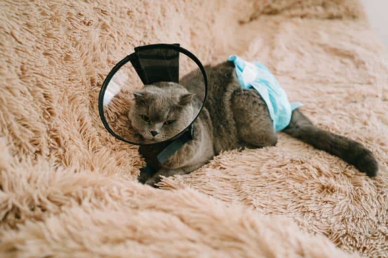 El gato escocés de orejas plegadas está tumbado en el sofá con un collar de plástico tras ser operado