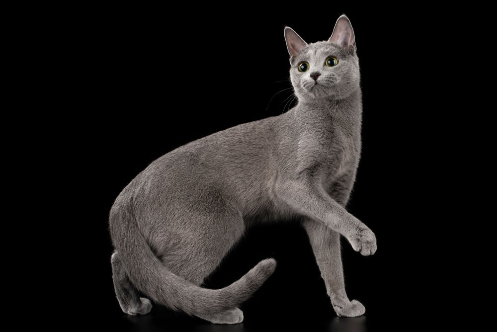Gato ruso azul sobre fondo negro