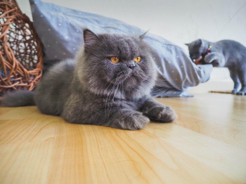 Gato persa azul tumbado en el suelo