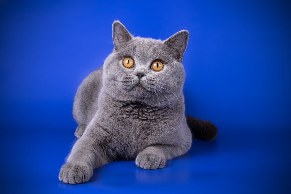 Gato azul de pelo corto británico sobre fondo azul