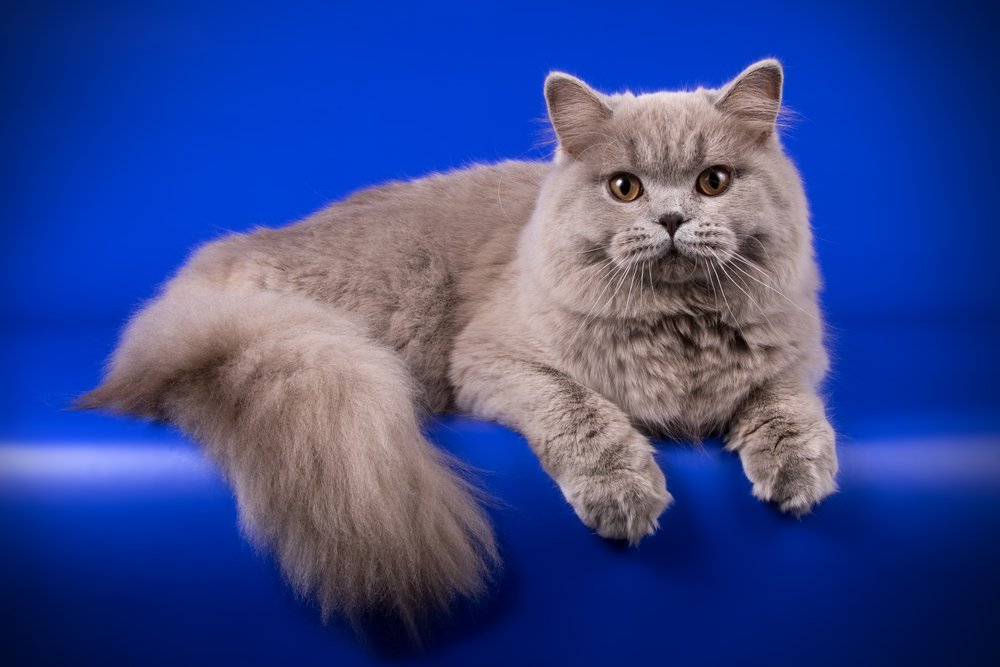 Gato azul de pelo largo británico sobre peldaños azules