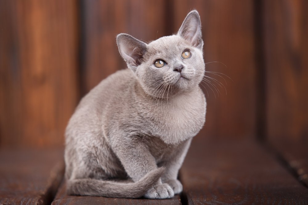 Gato birmano europeo sentado en suelo de madera