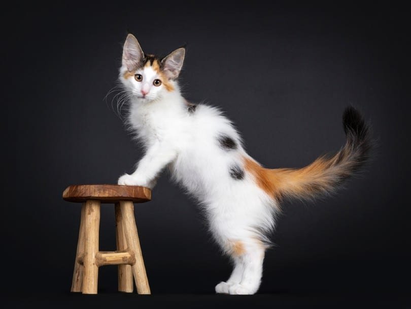 van calico norwegian forest kitten