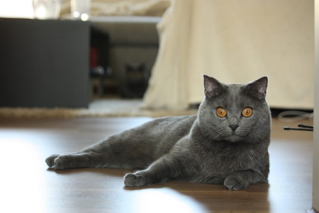 Gato Chartreux azul tumbado en el suelo