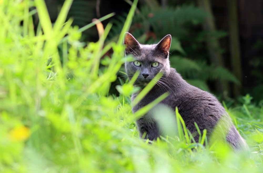Gato doméstico azul de pelo corto en el jardín
