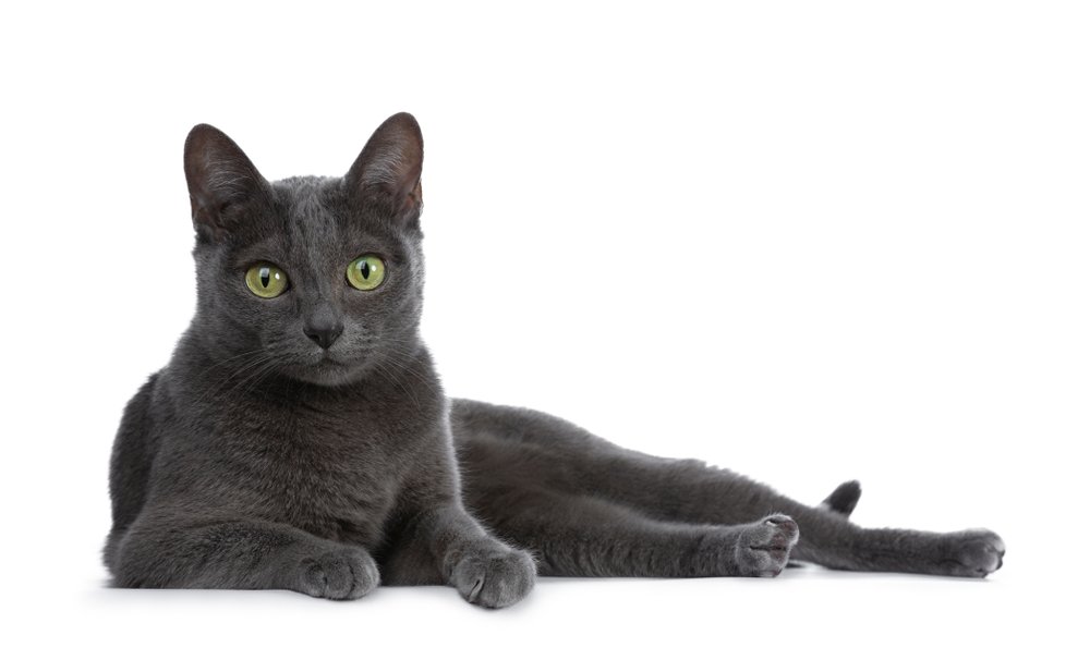 Gato Korat azul sobre fondo blanco