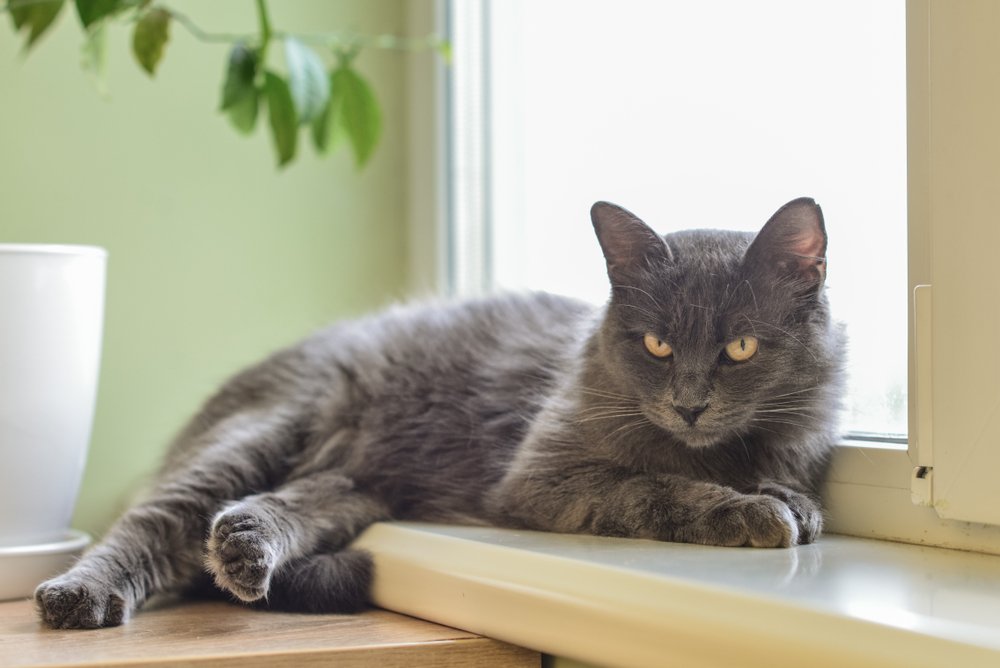 Gato Nebelung azul sentado junto a la ventana