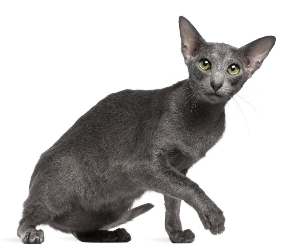 Gato azul de pelo corto oriental sobre fondo blanco