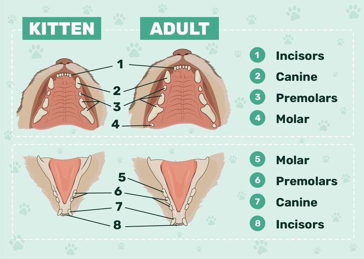Fórmulas dentales para gatos y gatitos, dientes de gato, dientes de gatito, diente, dentición, dental