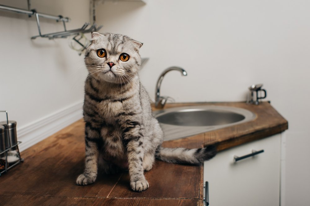 Cute tabby grey scottish fold cat sitting on Kitchen Counter