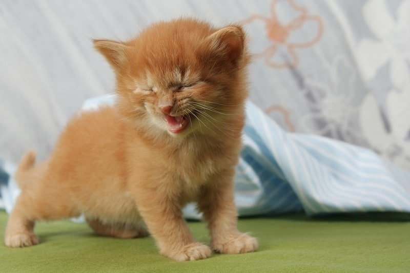 gatito maullando