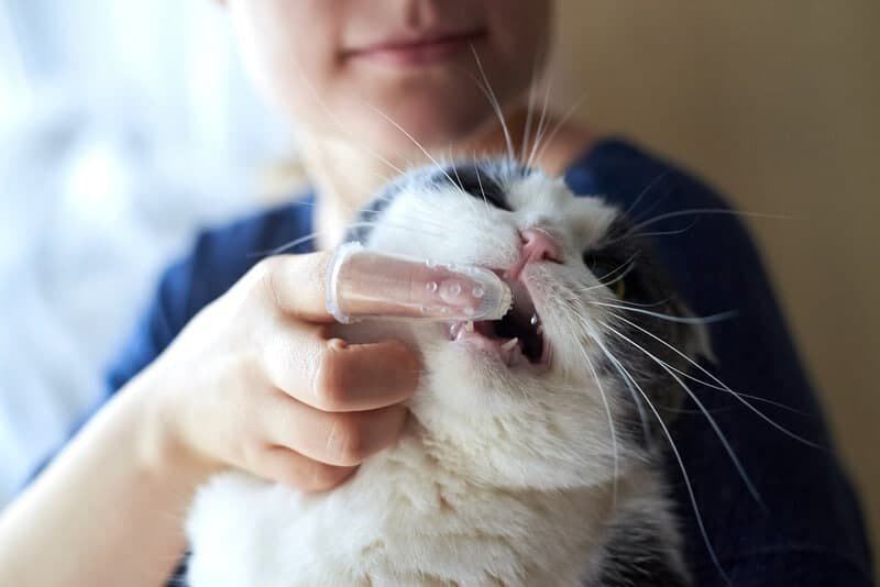 Cepillar los dientes del gato con un cepillo de dedos