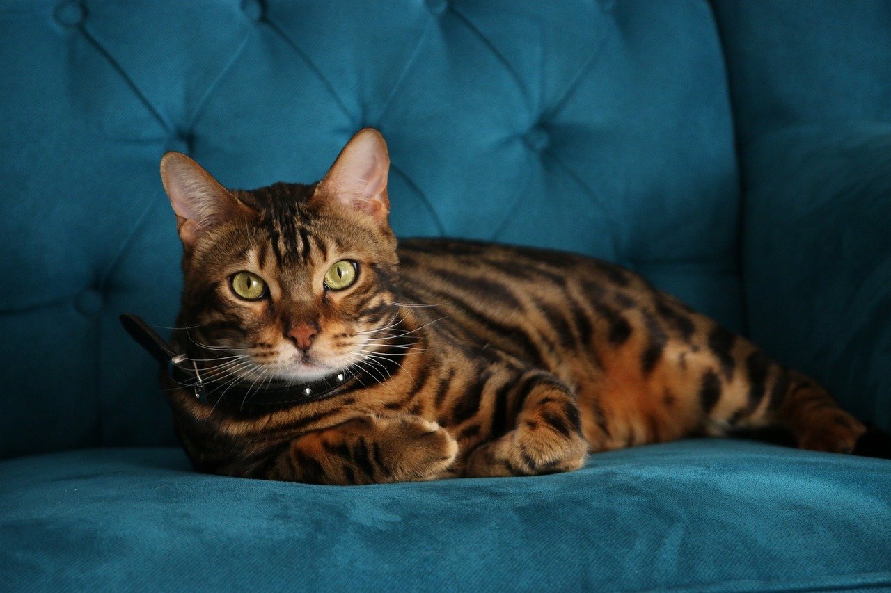 Sofá para gato de Bengala marrón