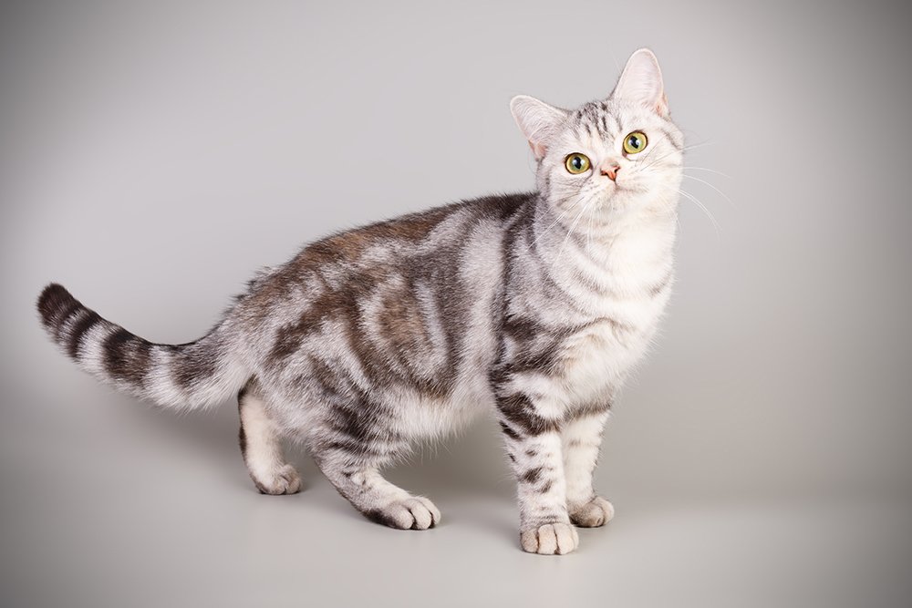 gato americano de pelo corto