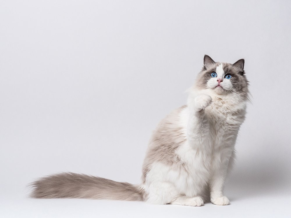 gato ragdoll bicolor hembra