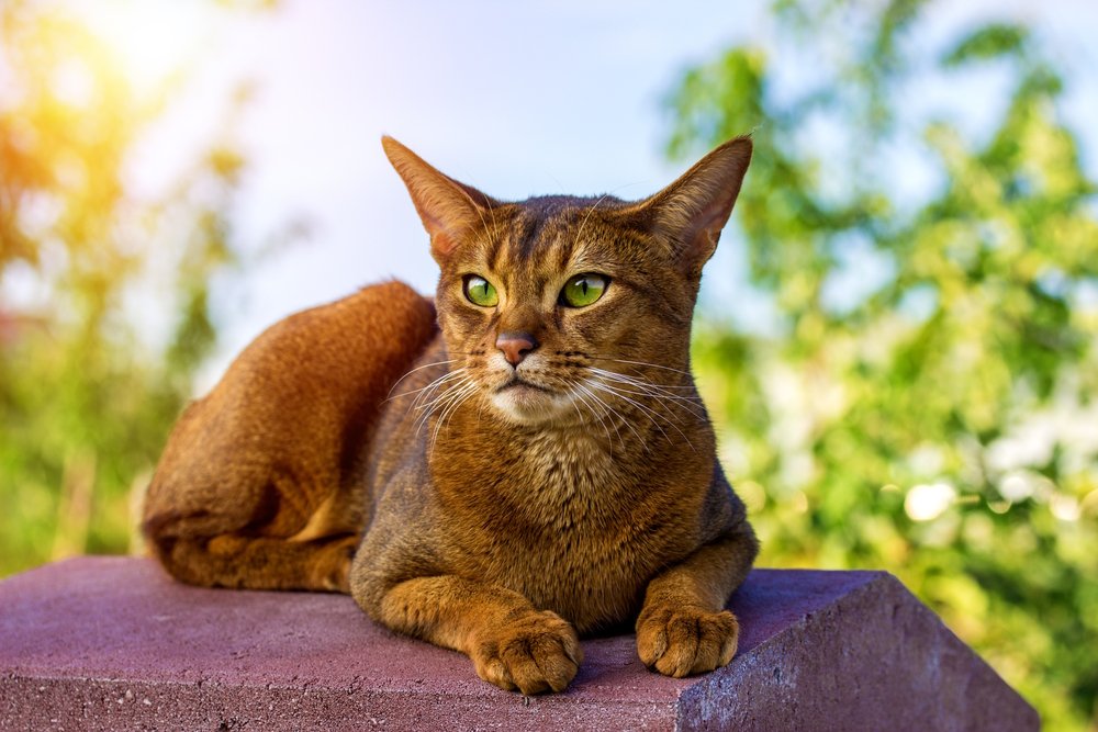 gato abisinio de ojos verdes