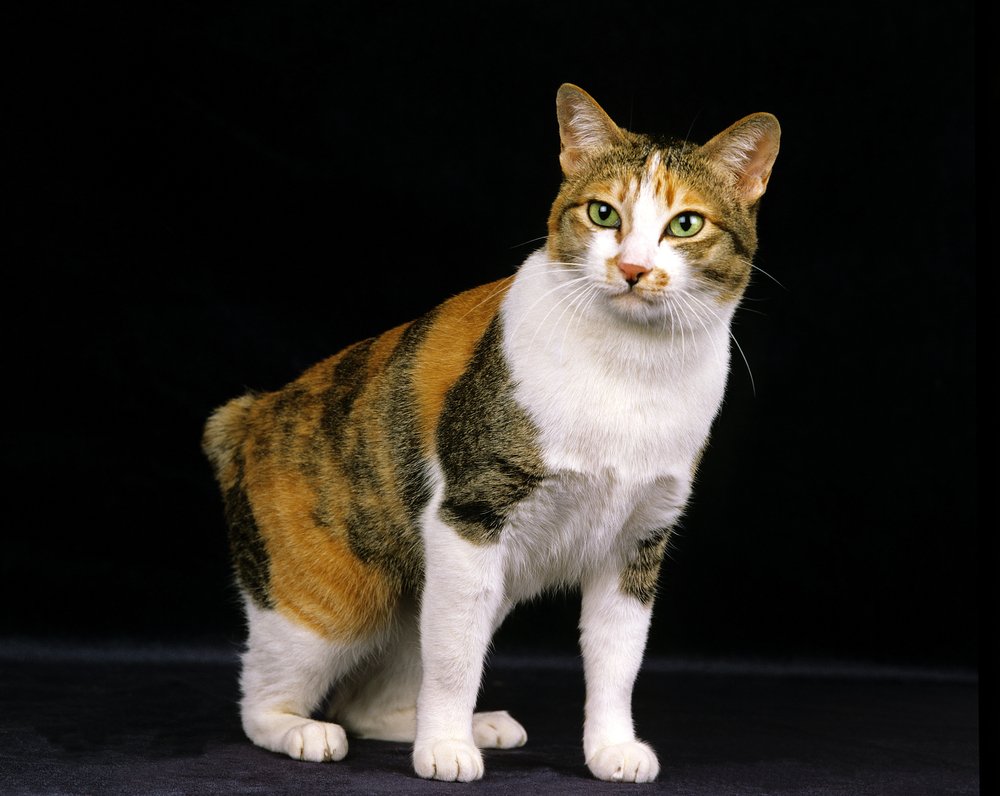 Gato doméstico Bobtail japonés sobre fondo negro