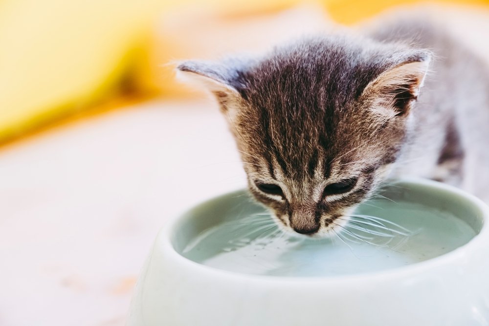 Gatito bebiendo de un bebedero