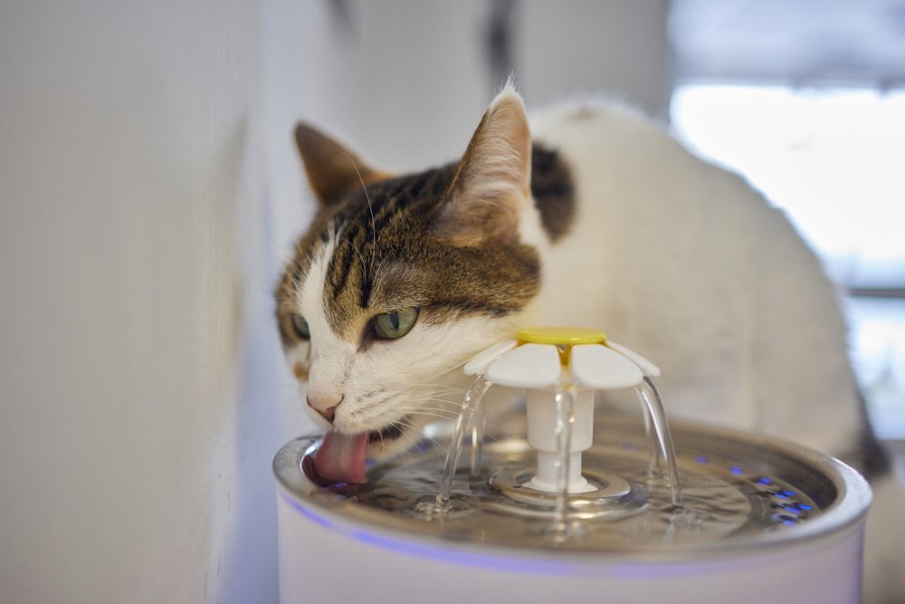 gato bebiendo del bebedero para gatos