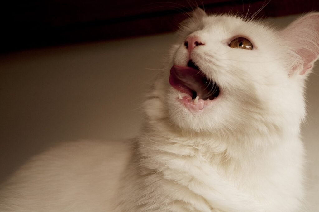 gato blanco boca abierta