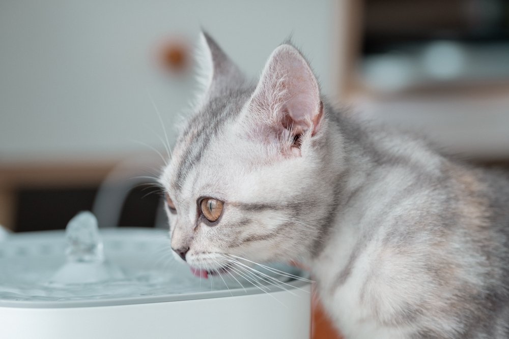 Primer plano de un gatito gris y blanco bebiendo agua en el bebedero para mascotas