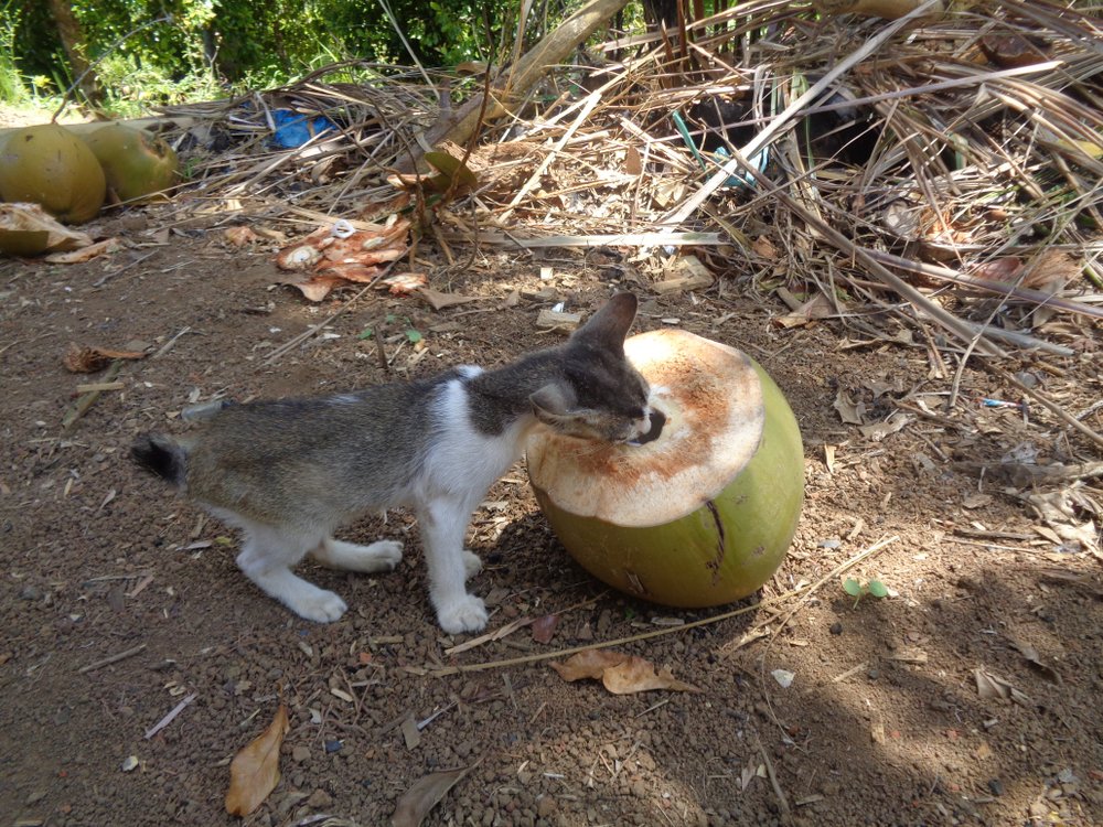 Gatito bebiendo agua de coco de la cáscara