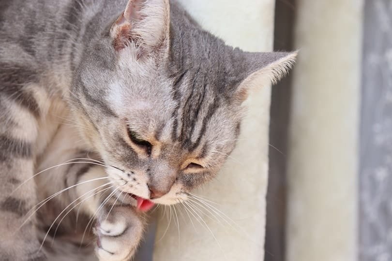 un gato que se siente mal y parece vomitar